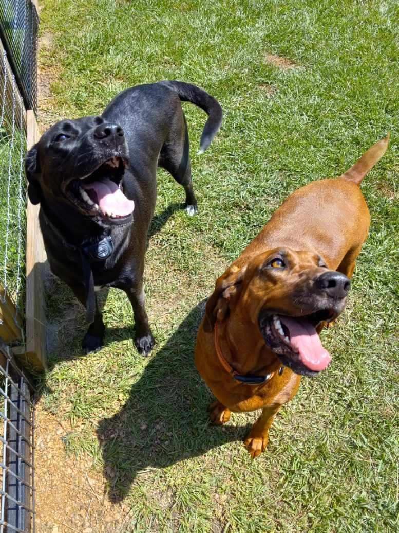 Two dogs are standing next to each other in the grass with their tongues out.