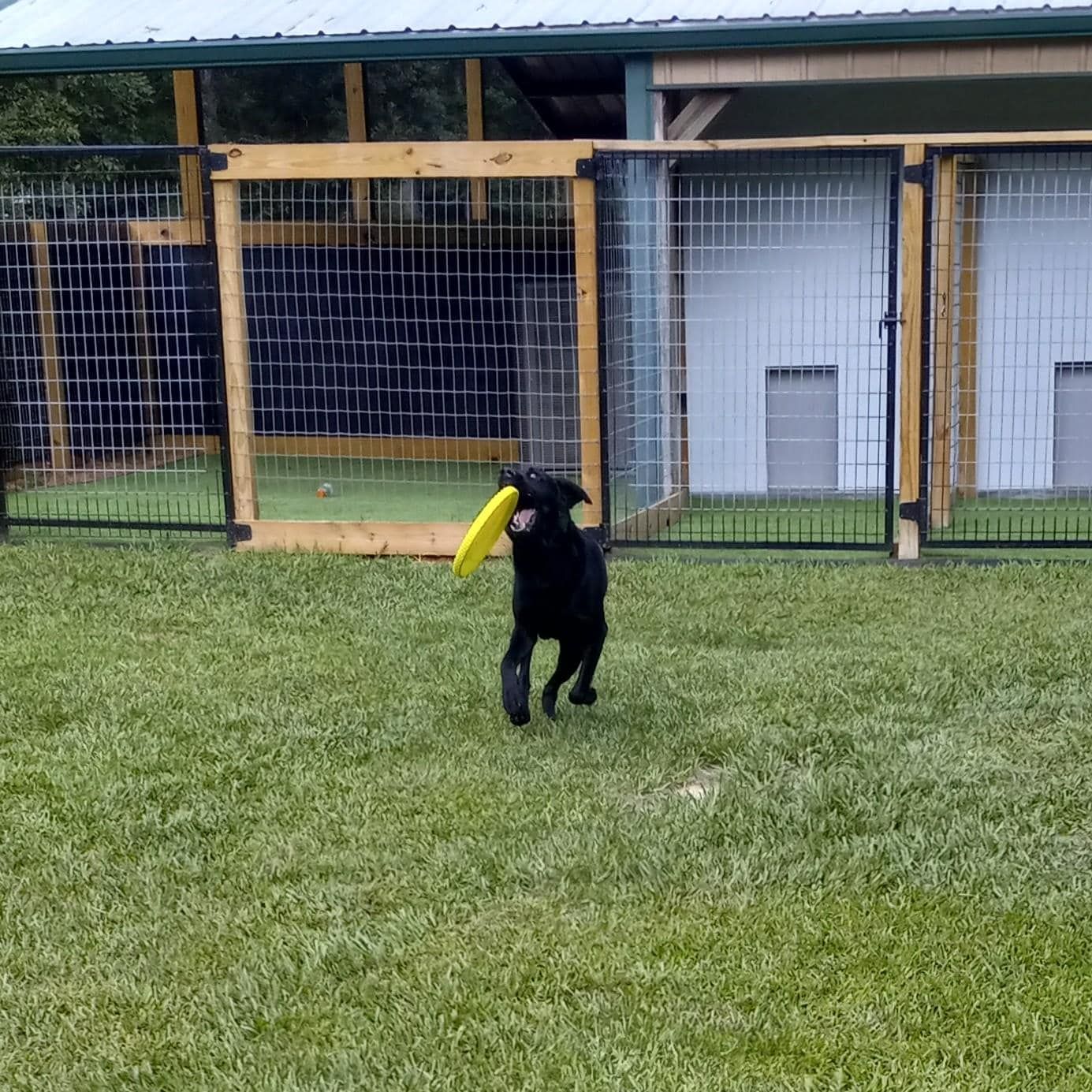 A black dog is playing with a frisbee in a fenced in area