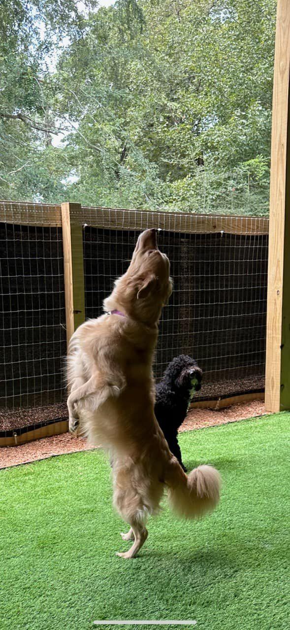 Two dogs are standing on their hind legs in a yard.