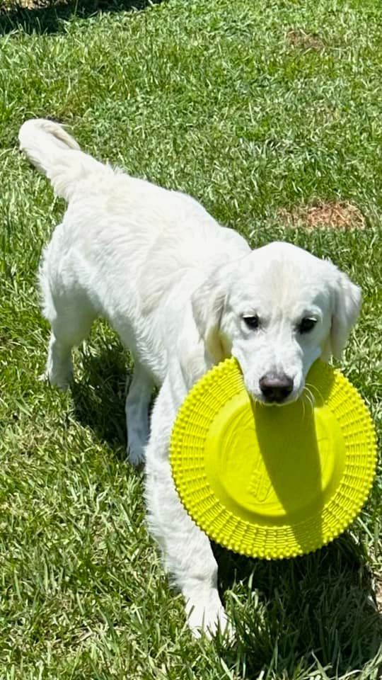 A white puppy is holding a yellow frisbee in its mouth.