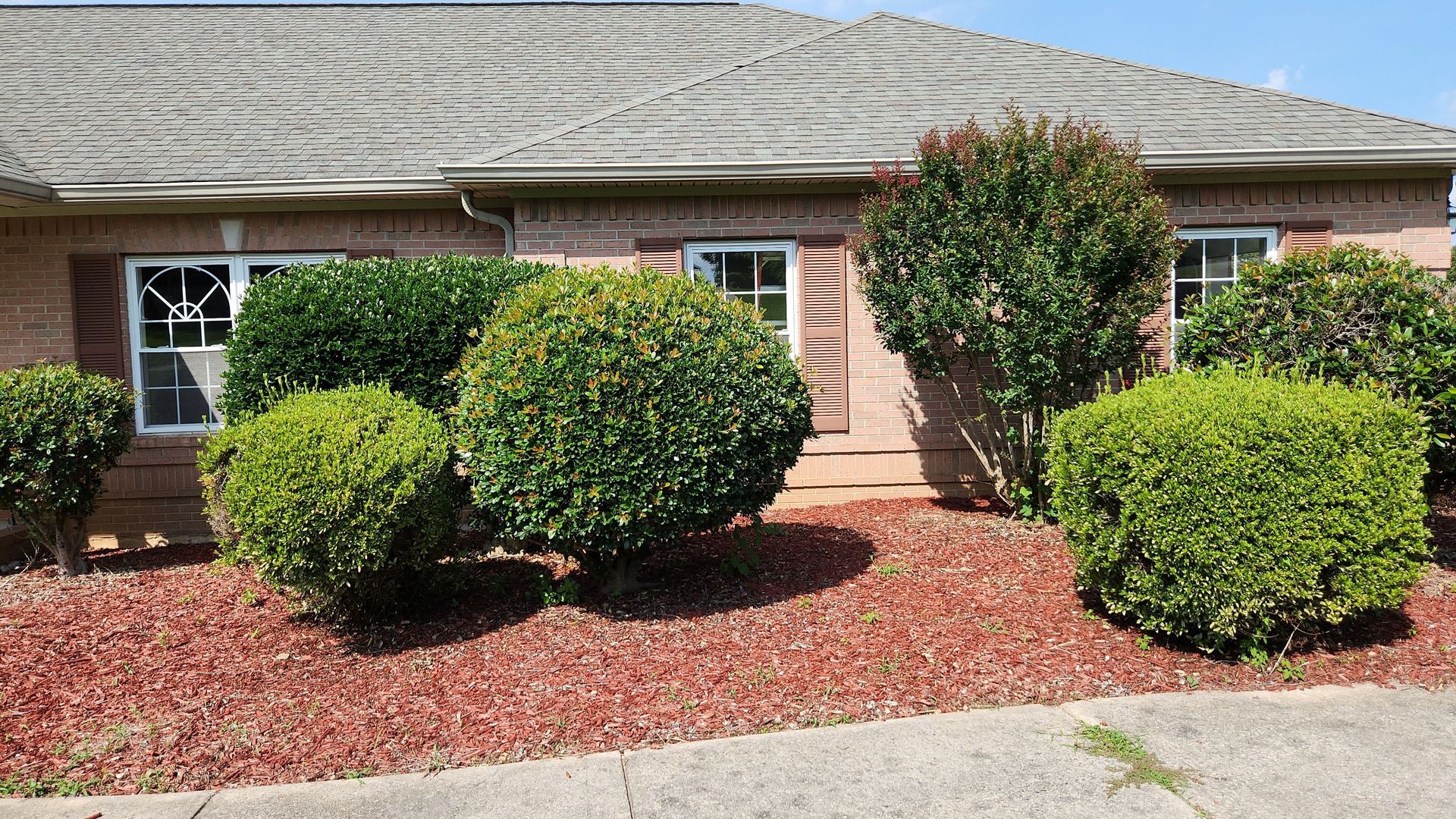 A house with a lot of evergreen tree shrubs in front of it