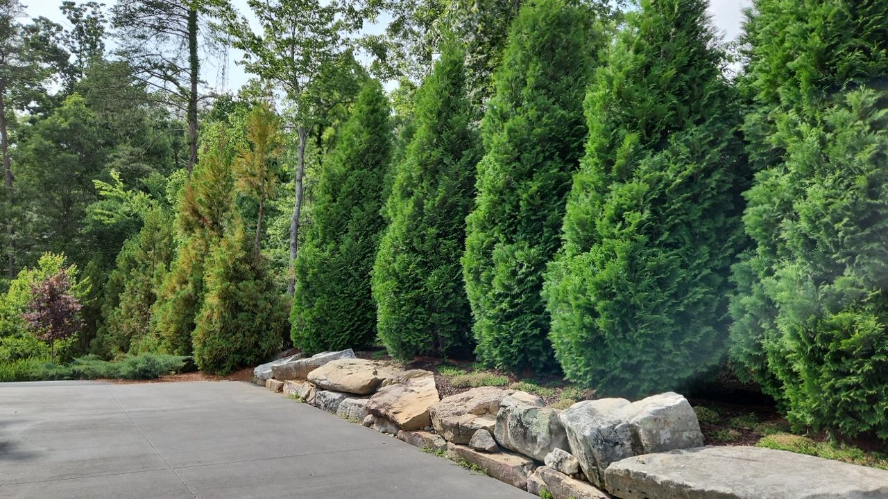 A row of trees along the side of a road