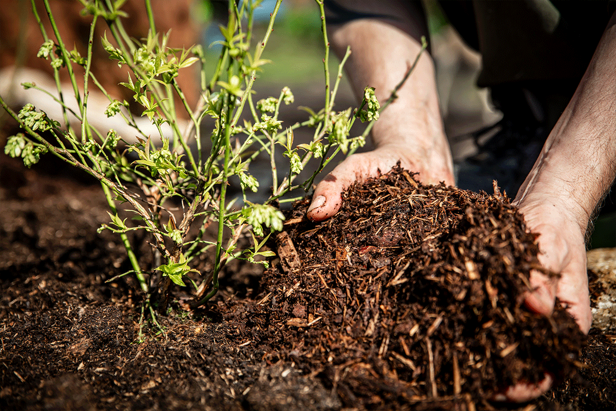 A woman is cutting a bush with a pair of scissors.