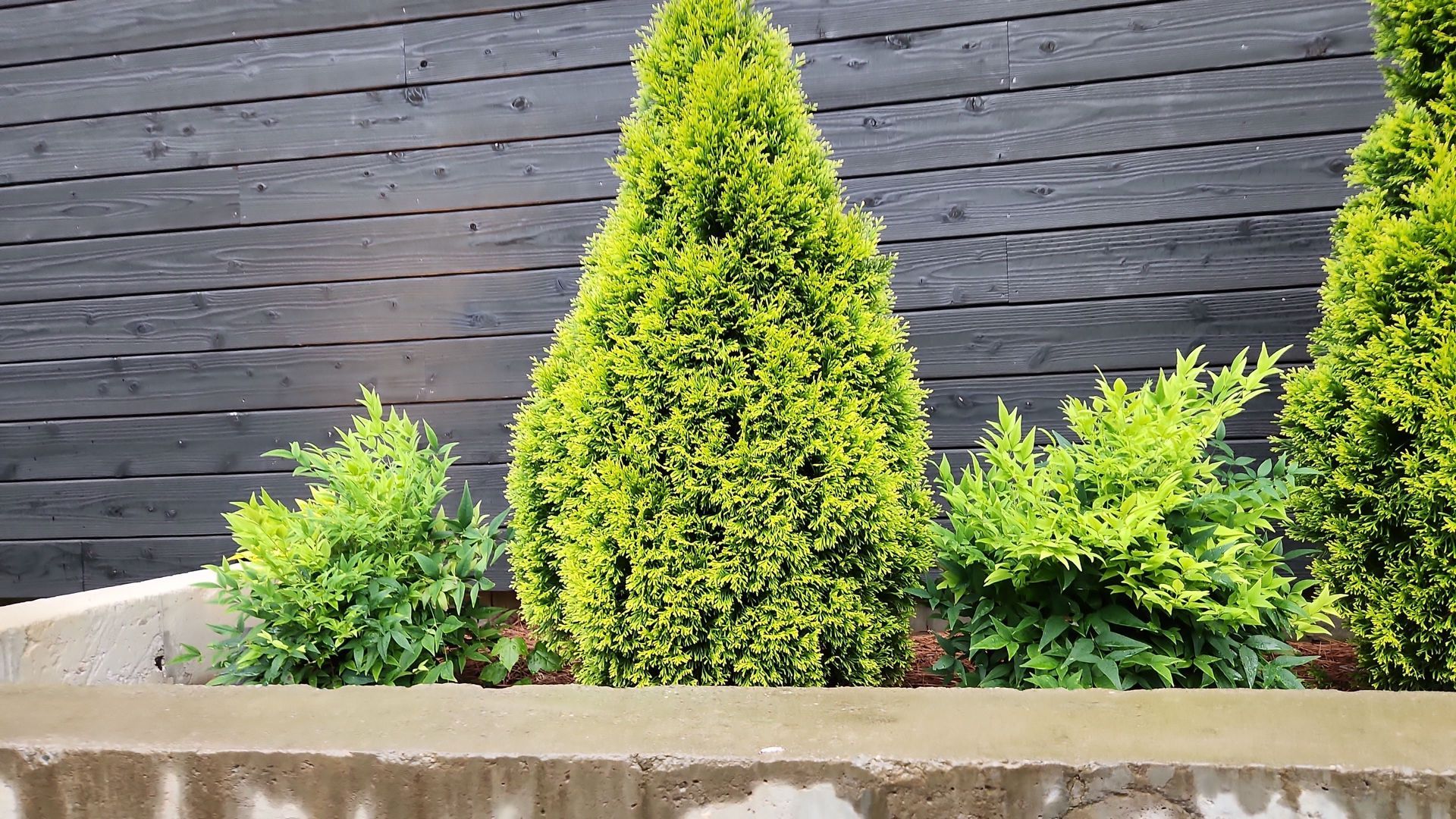 A fence with a few evergreen tree shrubs in front of it