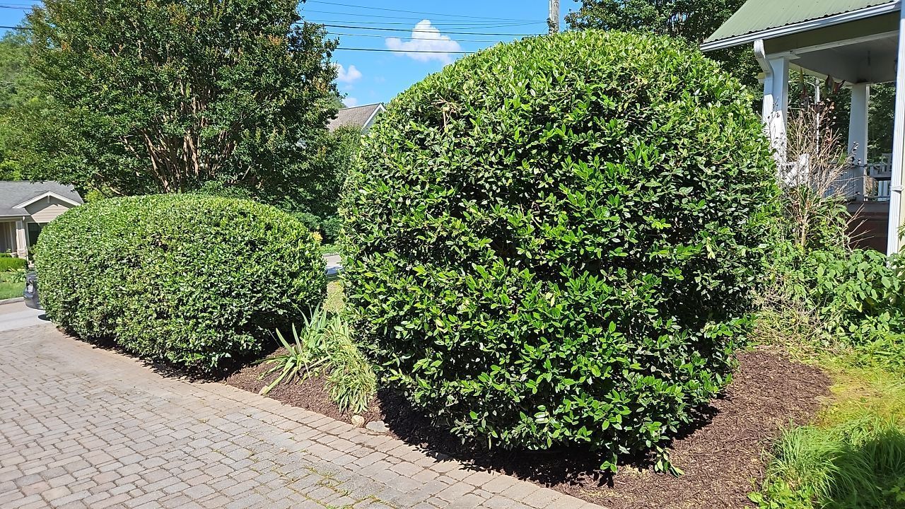 A row of bushes in front of a house on a sunny day.
