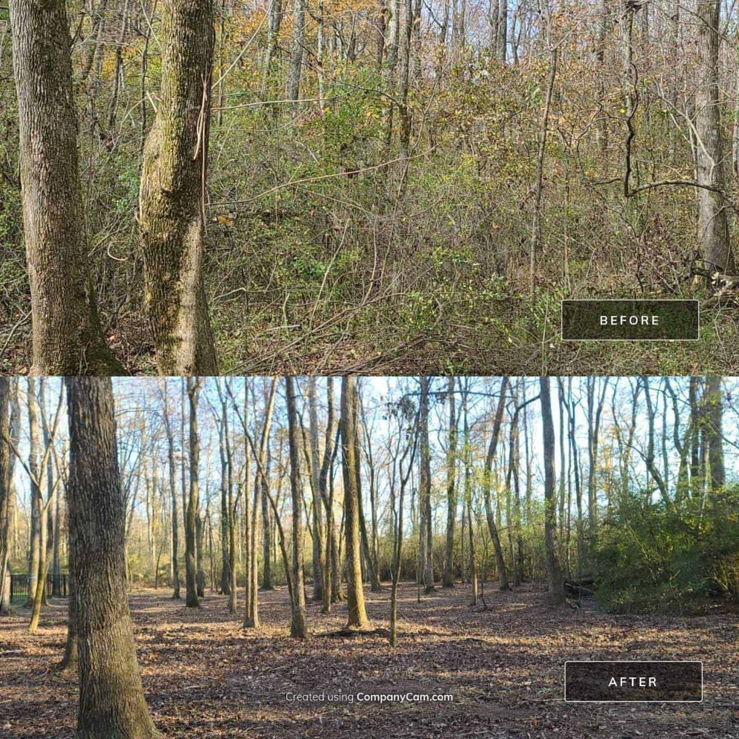 A collage of images of a forest with a sign that says