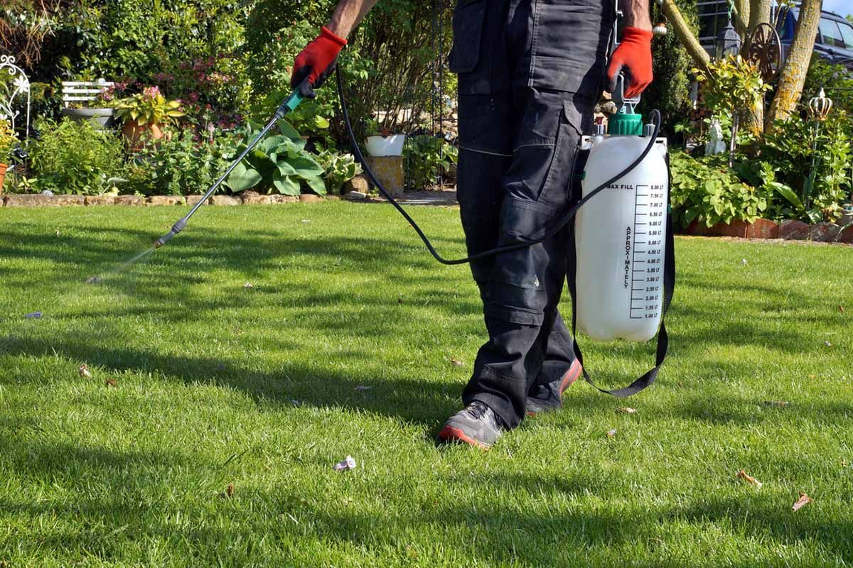 A man is spraying a lawn with a sprayer.