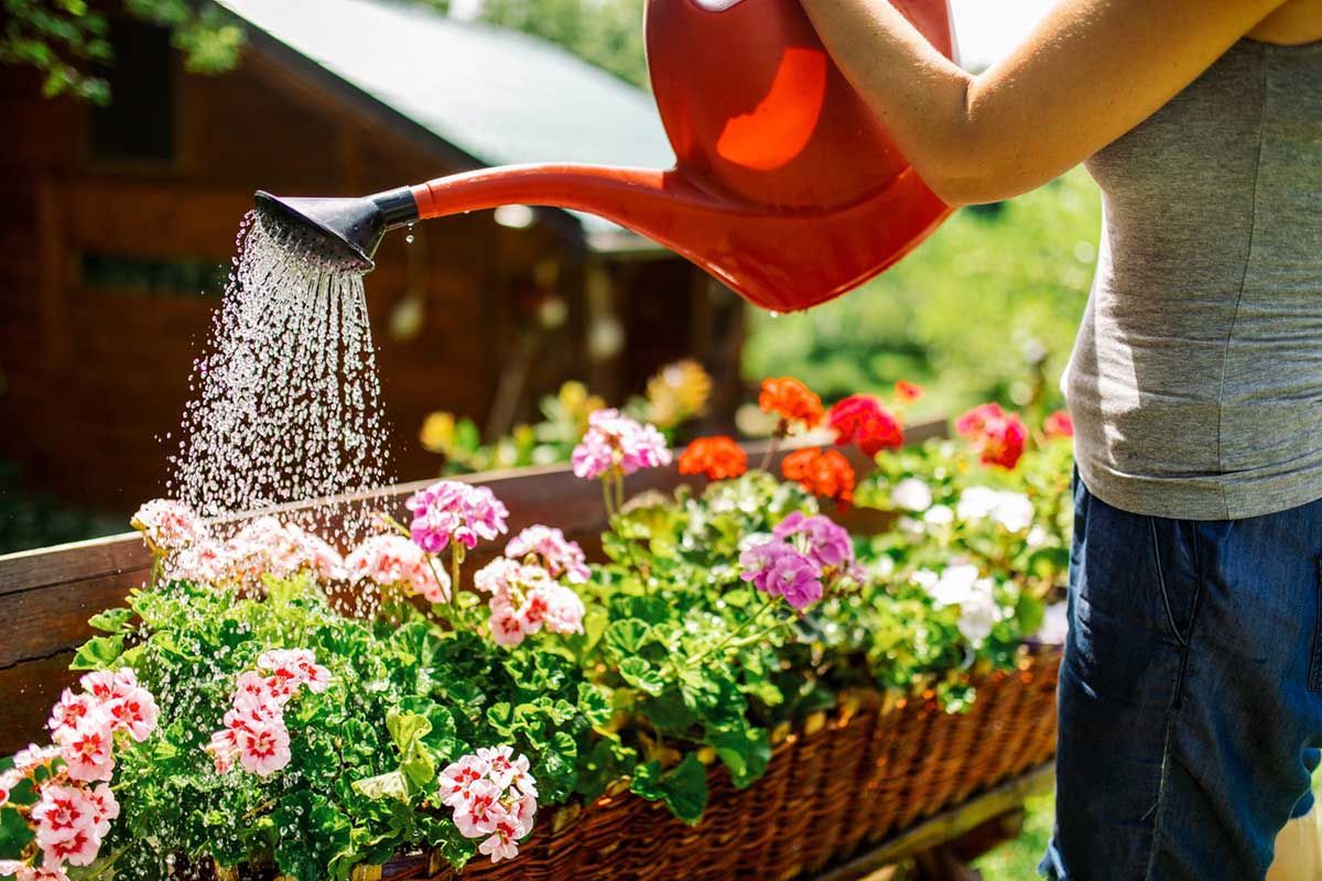 A person waters colorful flowers in a garden with a red watering can on a sunny day.