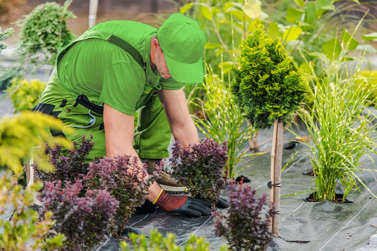 A woman is cutting a bush with a pair of scissors.