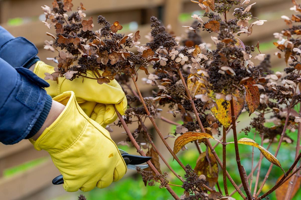 A person wearing yellow gloves is cutting a plant with scissors.