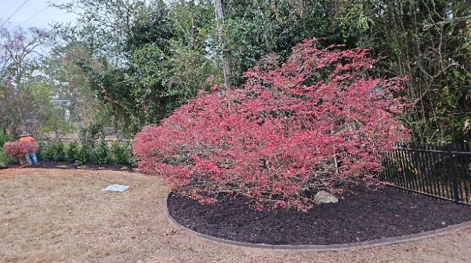 A bush with pink flowers is in the middle of a yard.