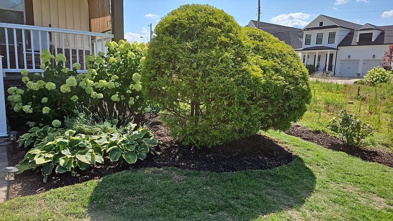A large bush is in the middle of a lush green yard in front of a house.