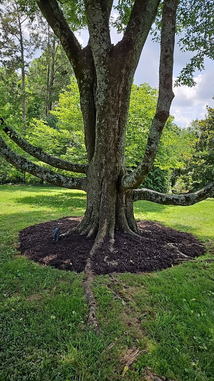 tree with wide branches and mulching around it