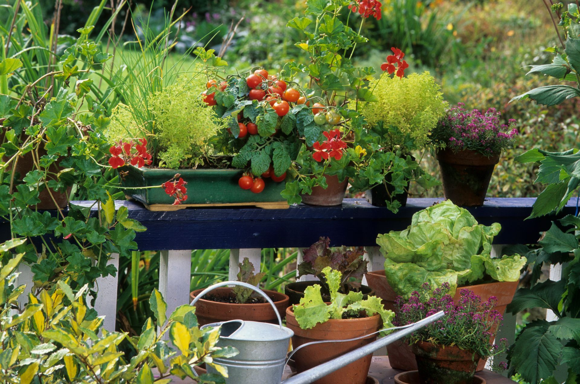 A garden with potted plants and a watering can