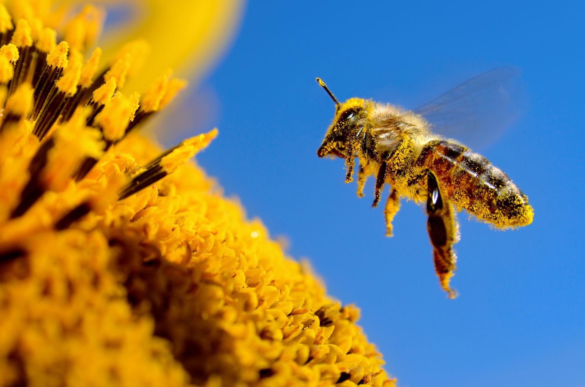 A close up of a bee flying over a yellow flower