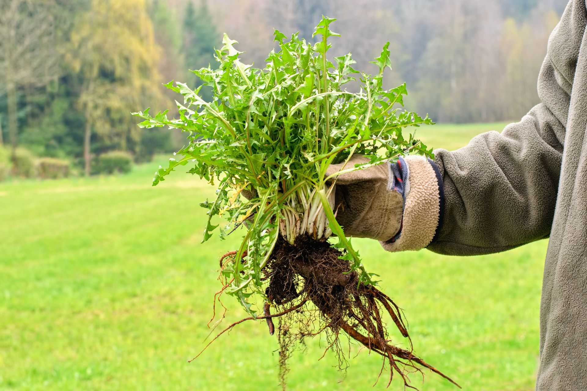 A person is holding a bunch of green plants in their hands