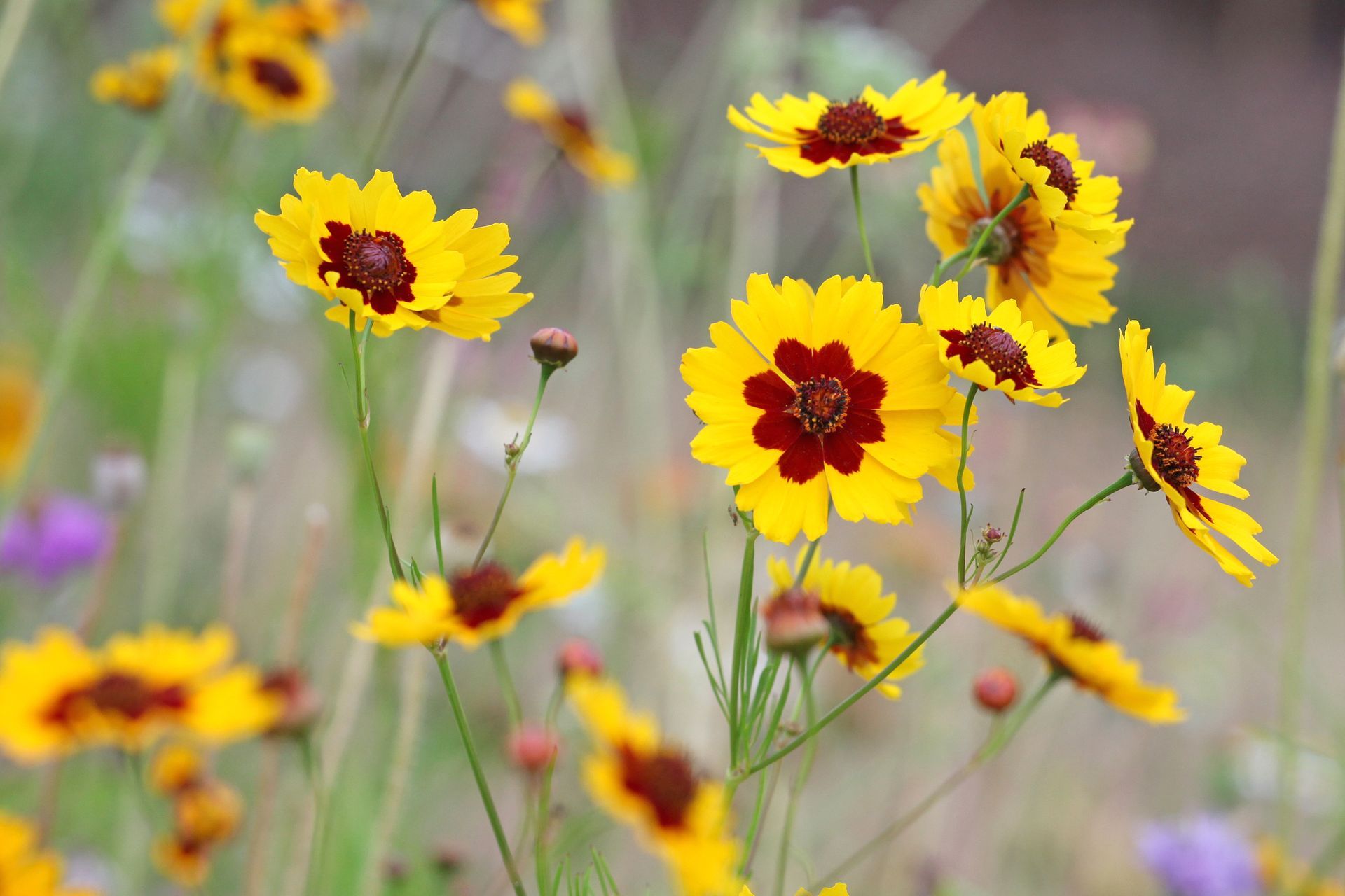 coreopsis