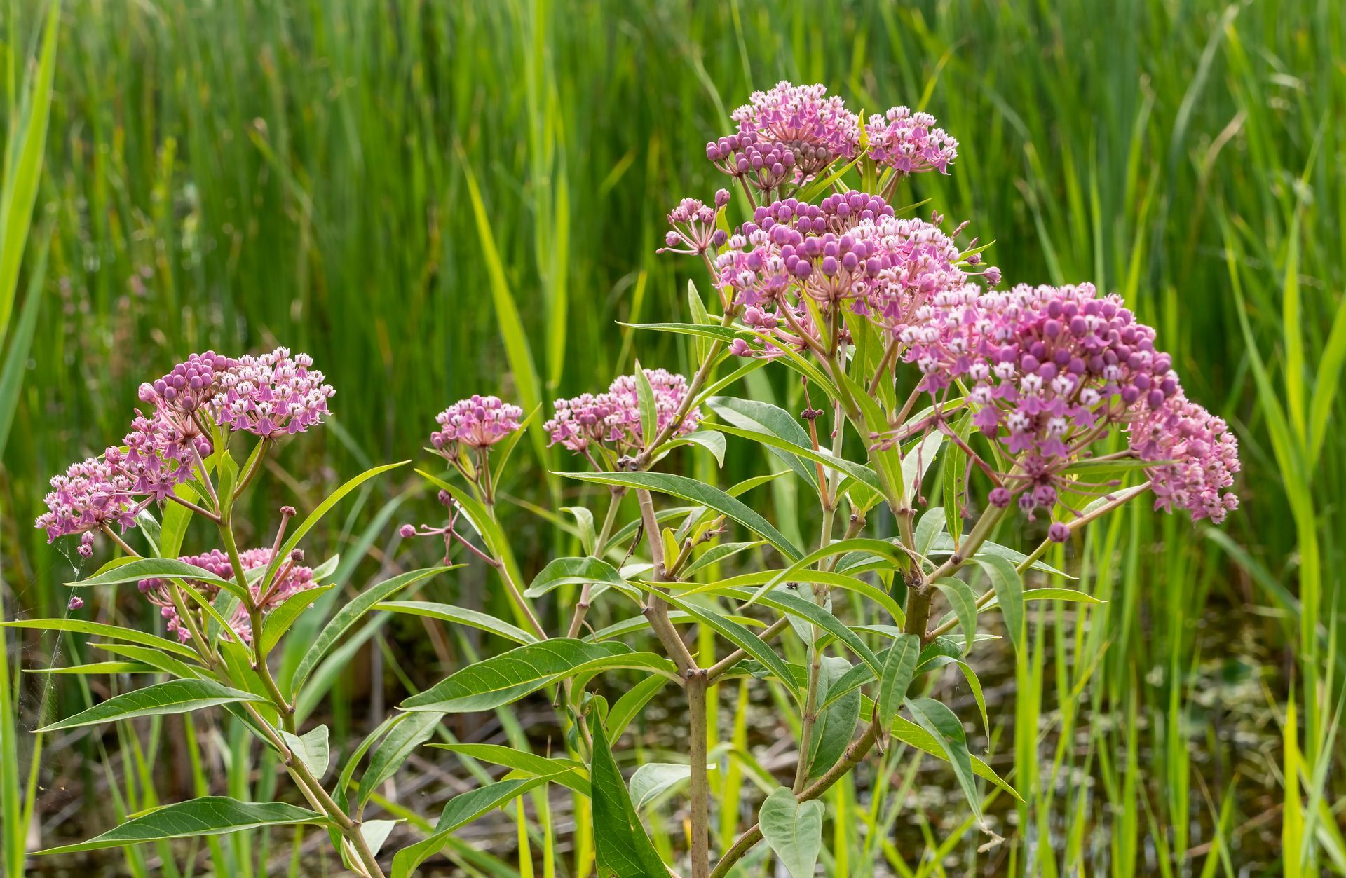 milkweed flower