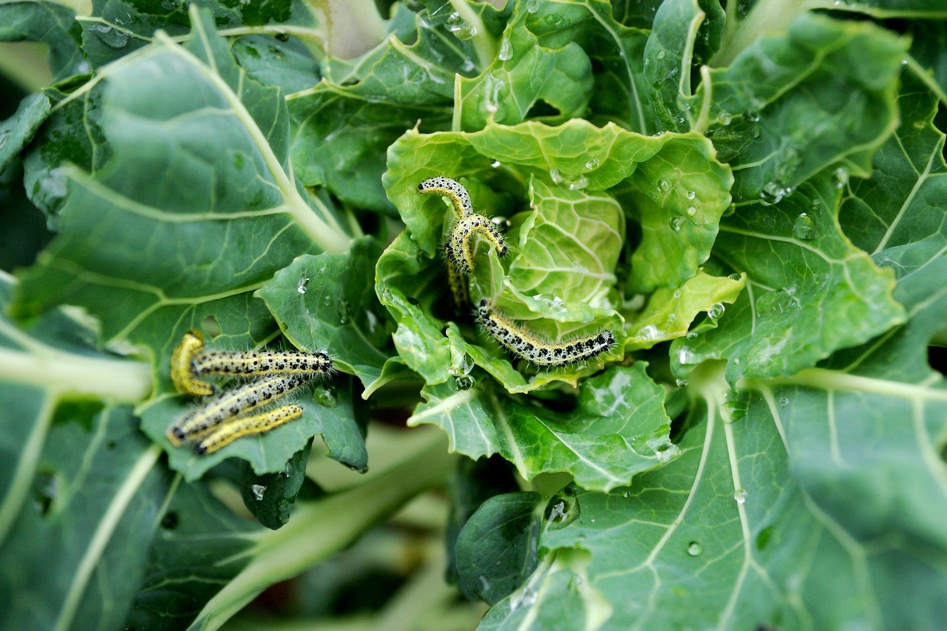 A close up of a plant with caterpillars on it