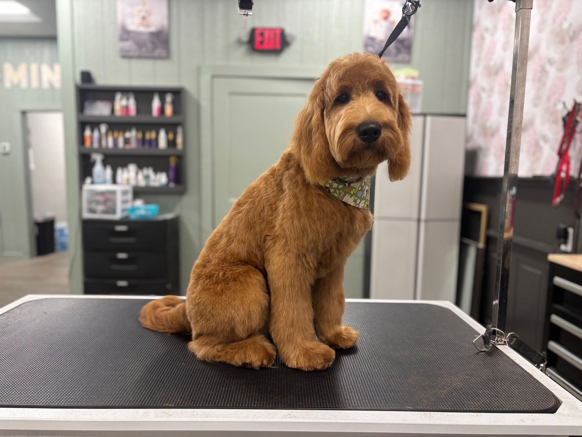 A dog who got a bubble bath and nail clipping in Lake Wylie, SC by Fancy Paws Grooming Salon
