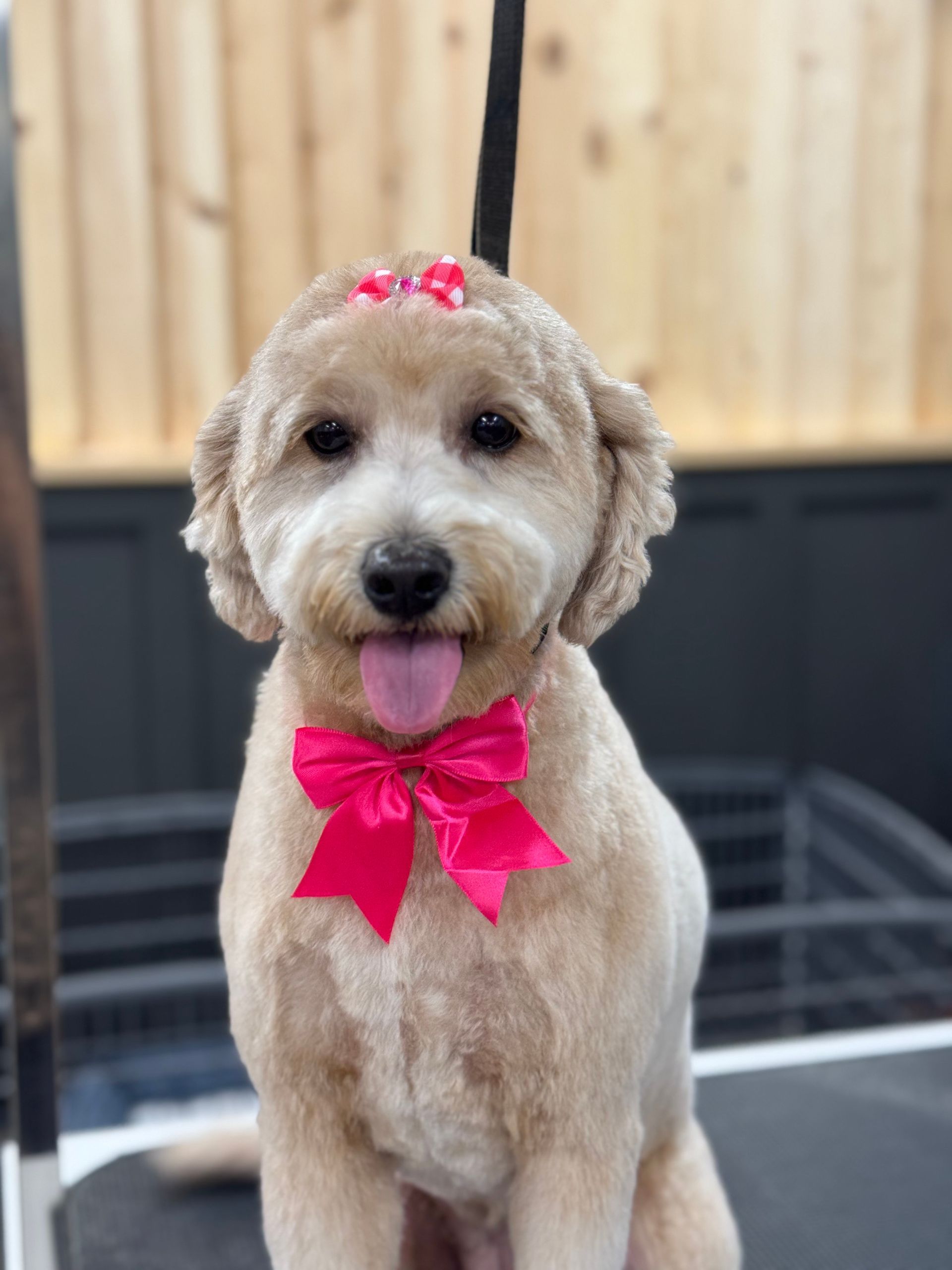A dog who got a bubble bath and nail trimming in Lake Wylie, SC by Fancy Paws Grooming Salon