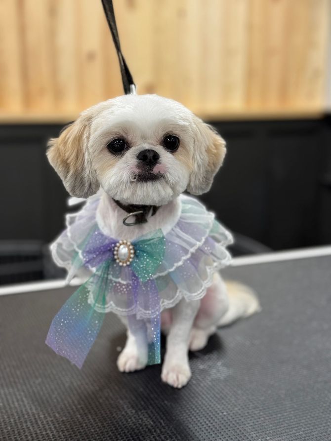 A dog who got a bubble bath and haircut in Lake Wylie, SC by Fancy Paws Grooming Salon