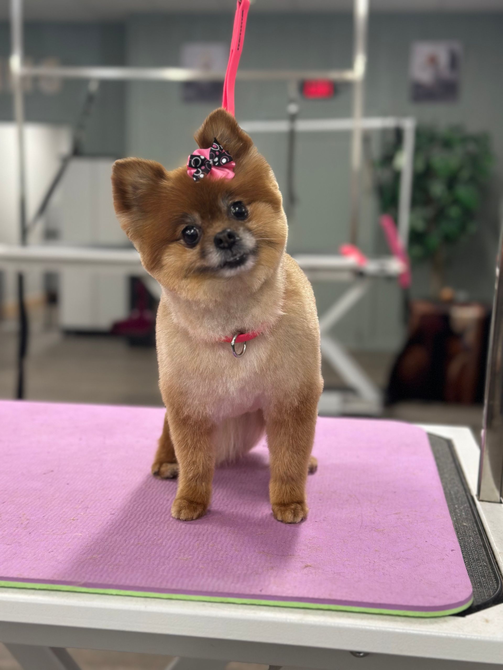 A dog who got a bubble bath and haircut in Lake Wylie, SC by Fancy Paws Grooming Salon