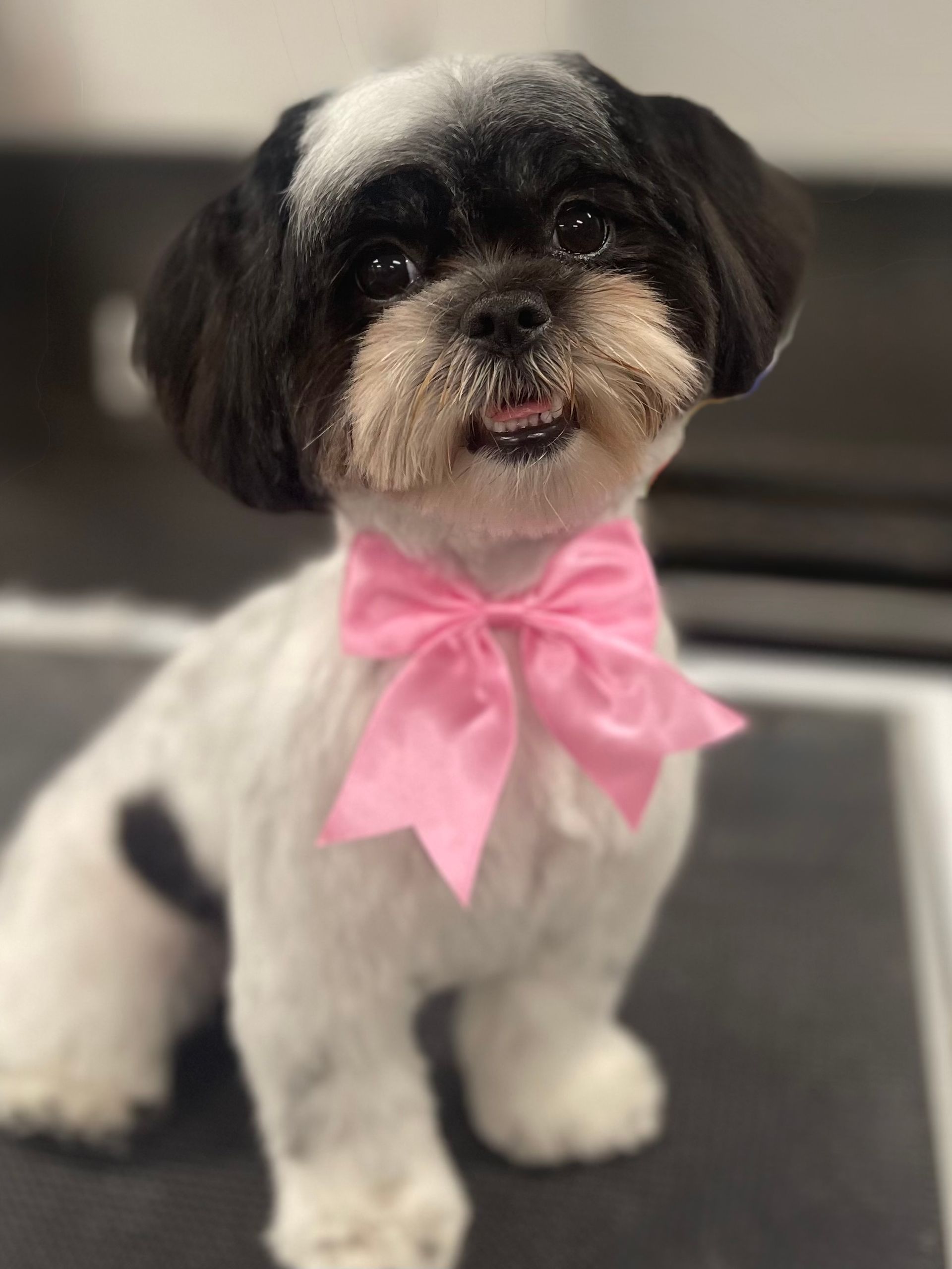 Shih Tzu with black and white fur, wearing a pink bow.