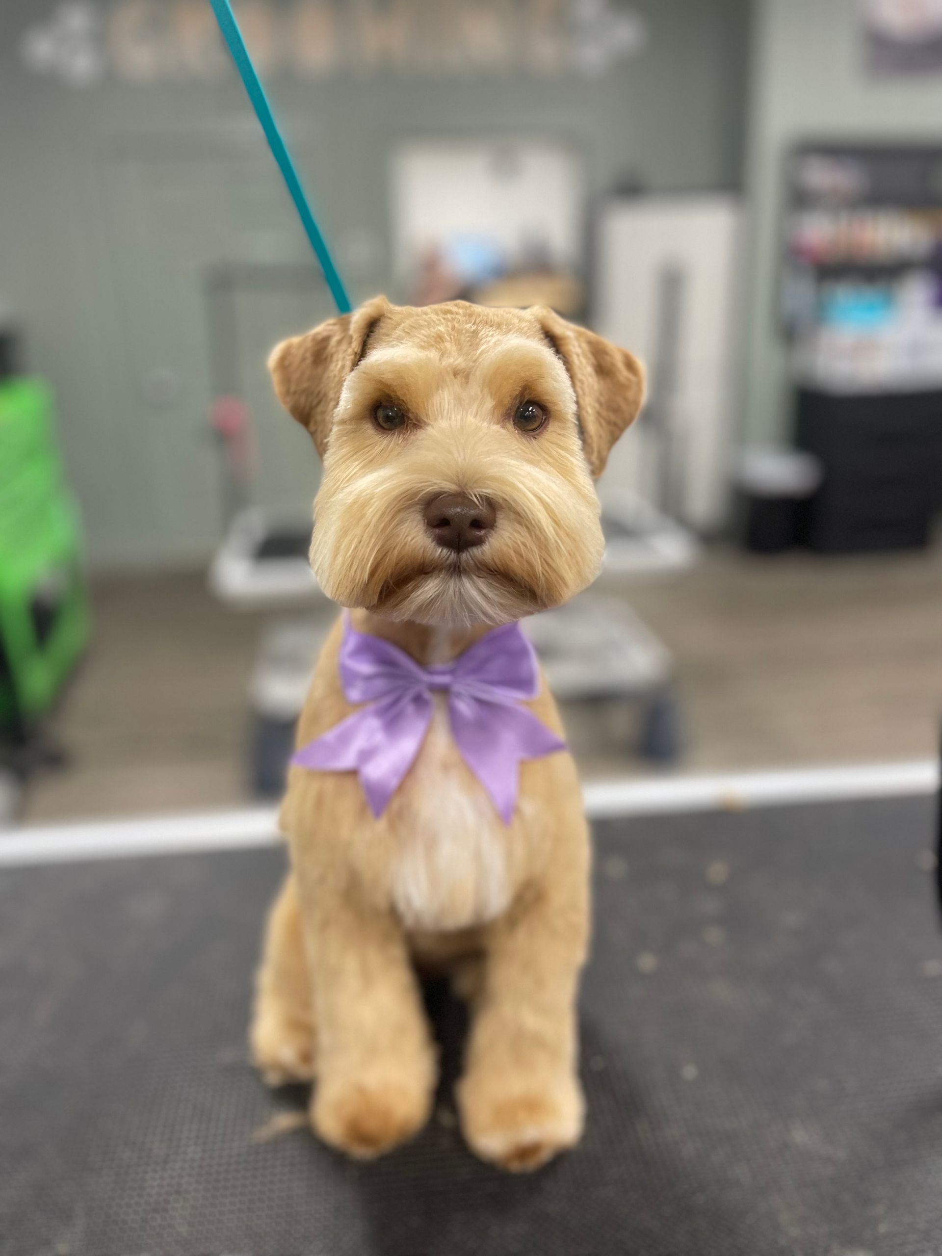 A dog who got a bubble bath and haircut in Lake Wylie, SC by Fancy Paws Grooming Salon