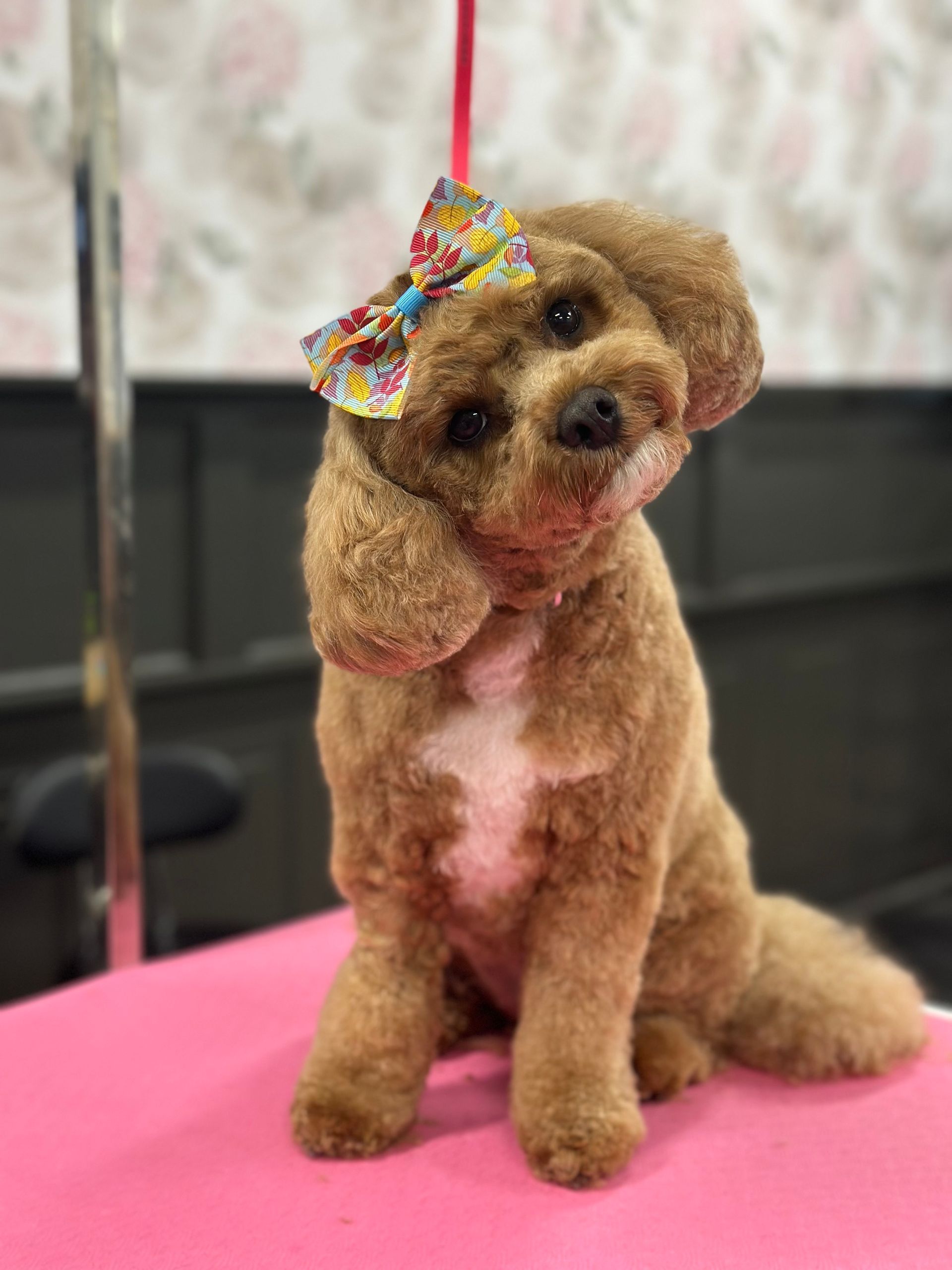 A dog who got a bubble bath and nail trimming in Lake Wylie, SC by Fancy Paws Grooming Salon