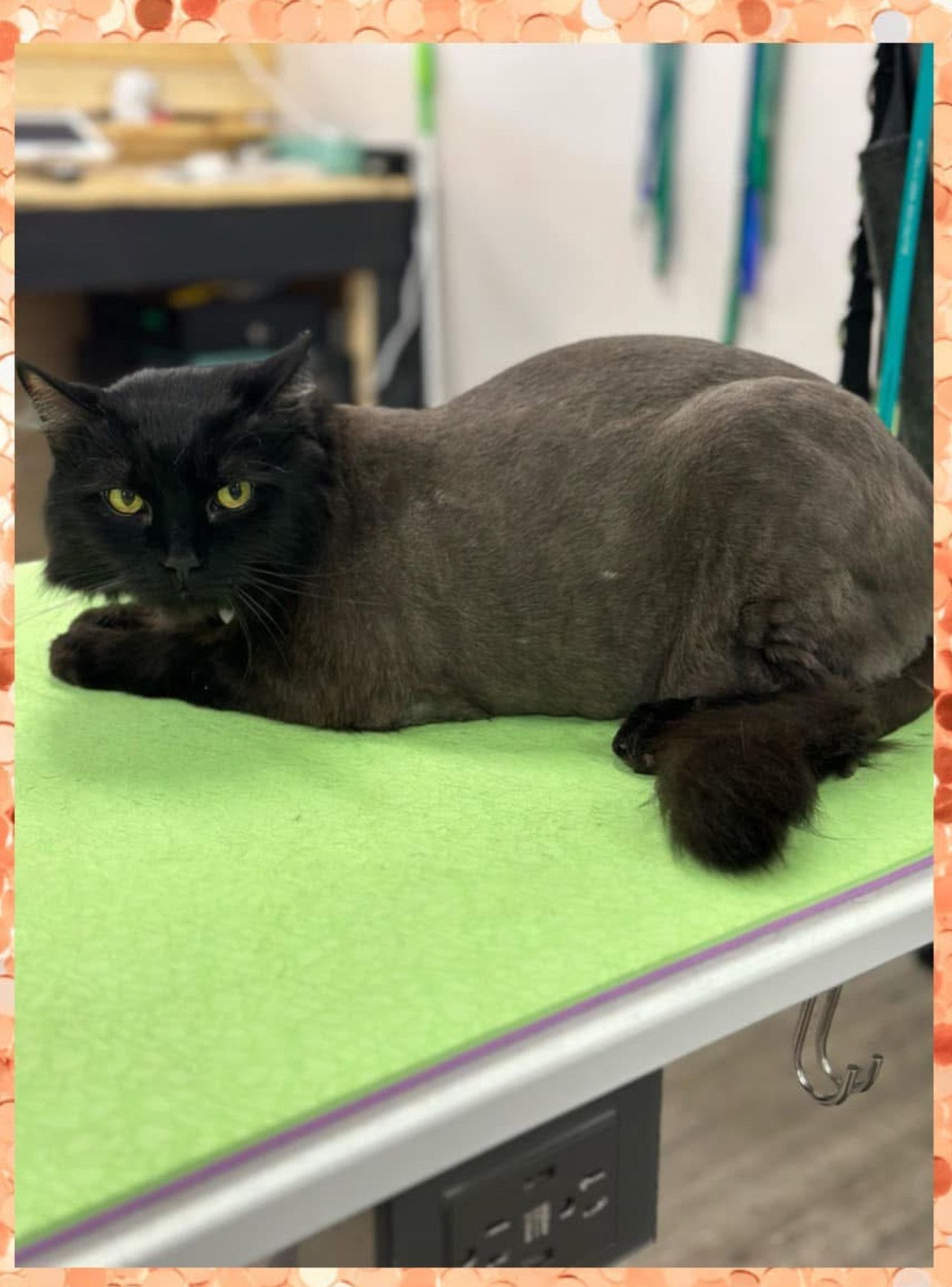 Black cat with clipped fur lies on a green grooming table.
