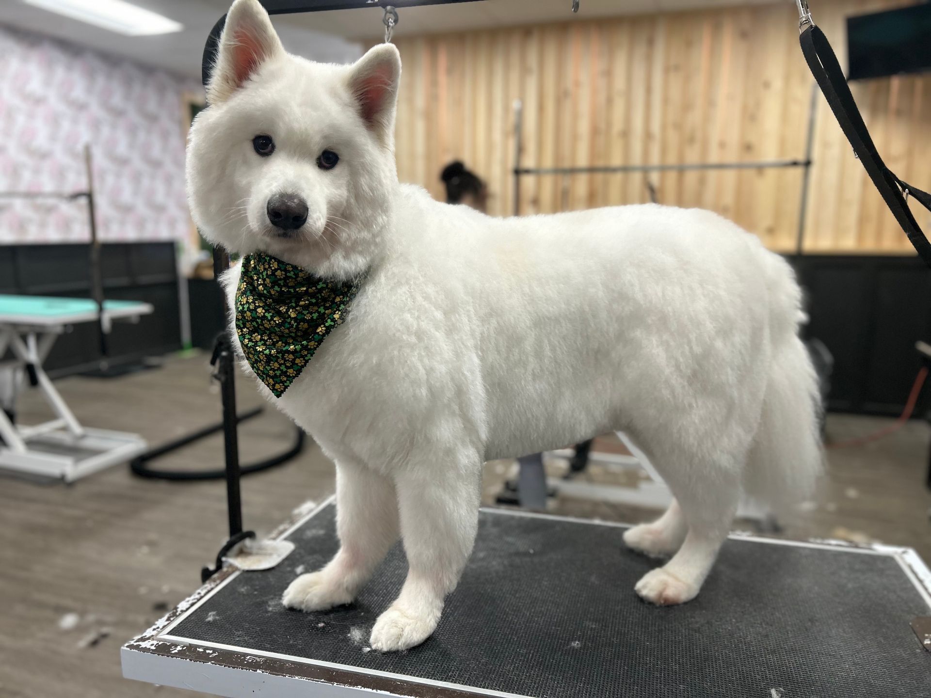 A dog who got a bubble bath and haircut in Lake Wylie, SC by Fancy Paws Grooming Salon