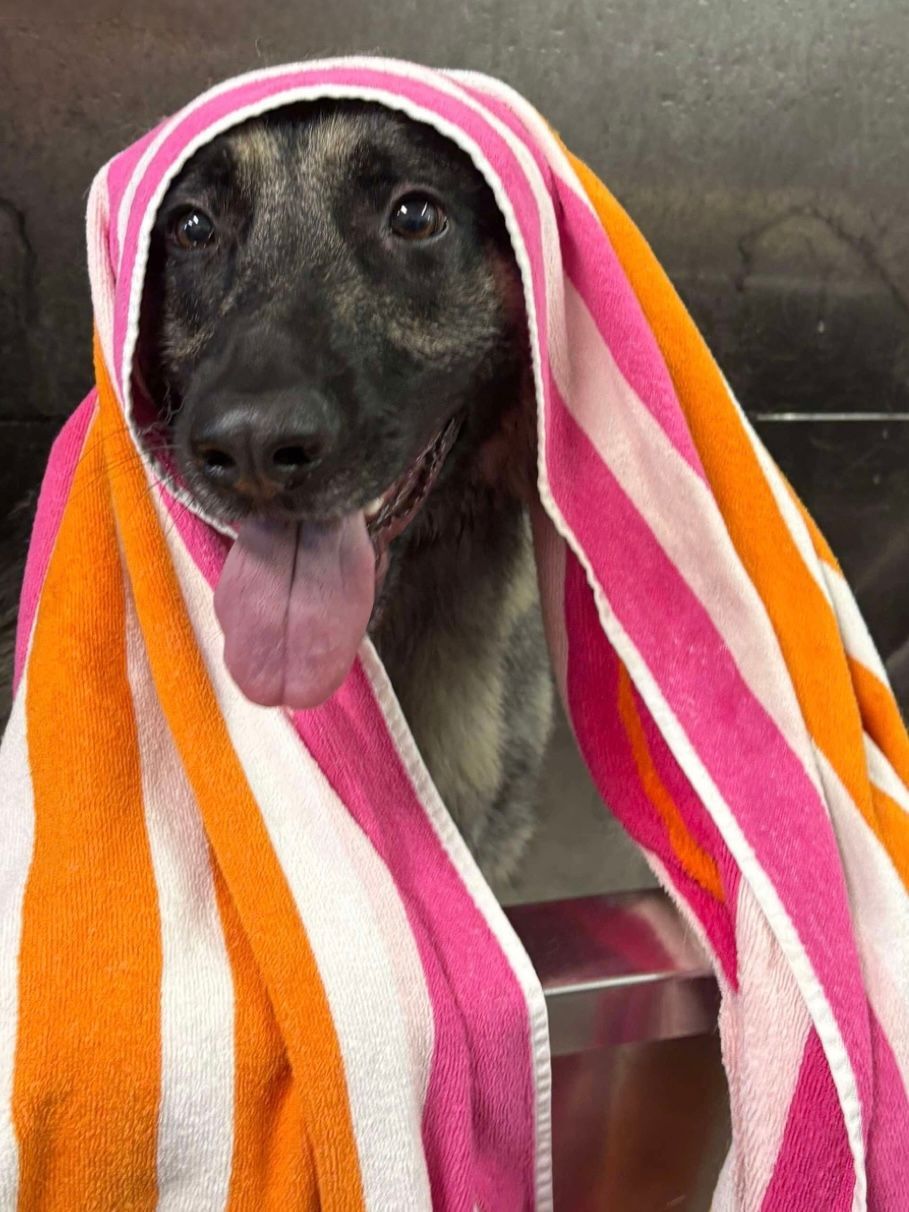 Dog wrapped in striped orange and pink towel, tongue out, in a bathroom.