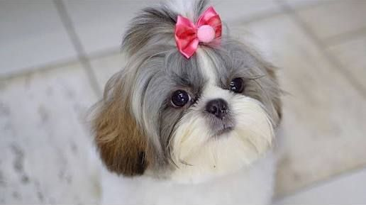 Shih Tzu dog with grey and white fur, pink bow in its hair, looking up.