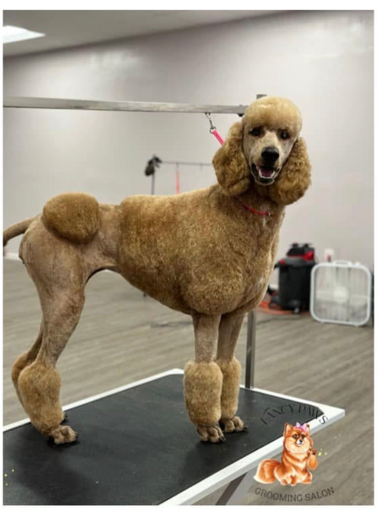 A dog who got a bubble bath and haircut in Lake Wylie, SC by Fancy Paws Grooming Salon
