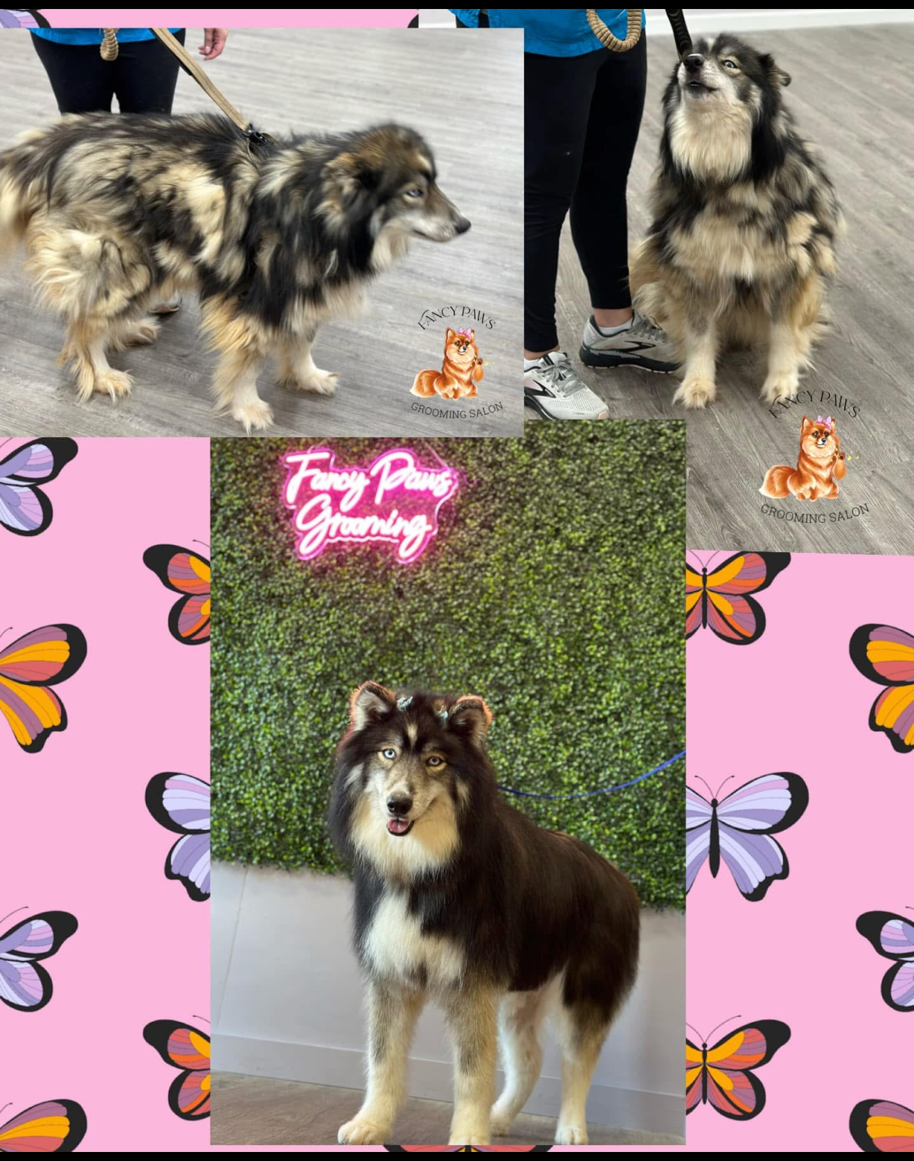 A dog who got a bubble bath and nail trimming in Lake Wylie, SC by Fancy Paws Grooming Salon