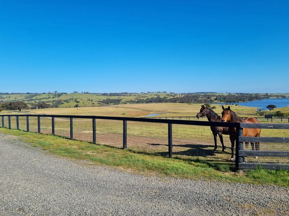 Two Horses Are Standing Next to a Fence in a Field — Ettles Rural Fencing in Alfredton, VIC
