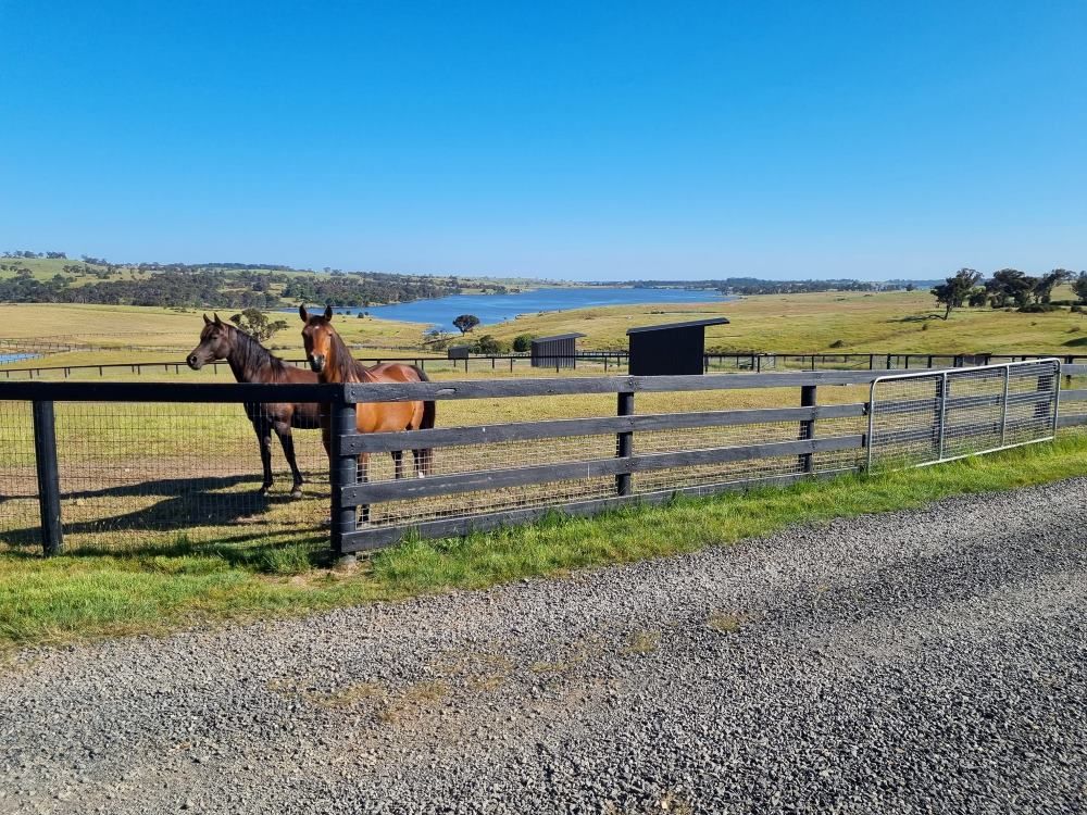 Two Horses Are Standing In A Fenced In Area With A Lake In The Background — Ettles Rural Fencing in Alfredton, VIC