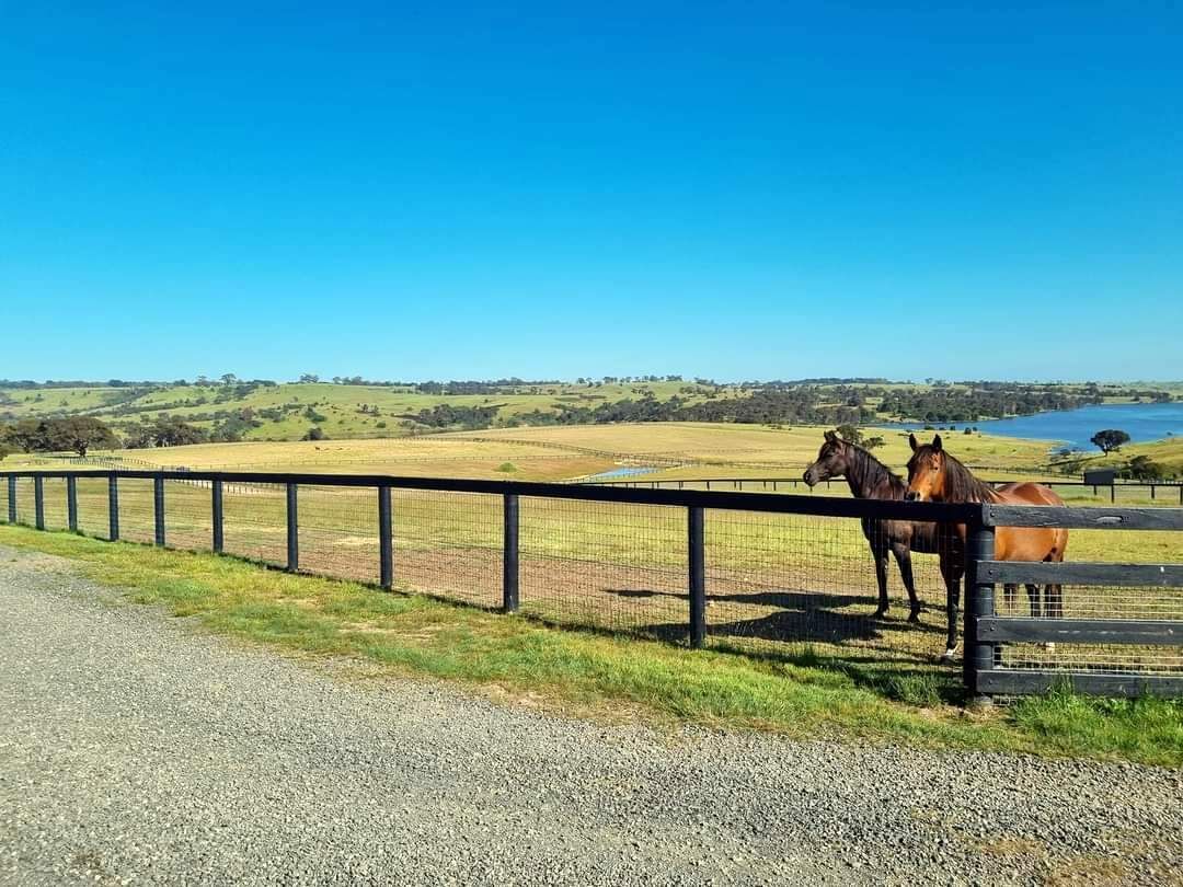 A Horse Standing in a Field With Trees in the Background — Ettles Rural Fencing in Alfredton, VIC