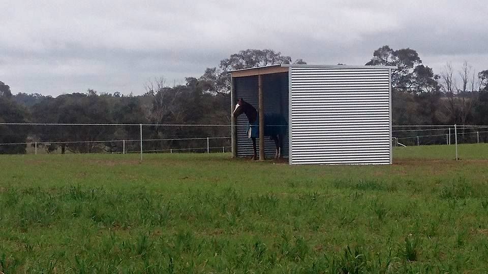 Two horses are standing next to a fence in a field.— Ettles Rural Fencing in Alfredton, VIC