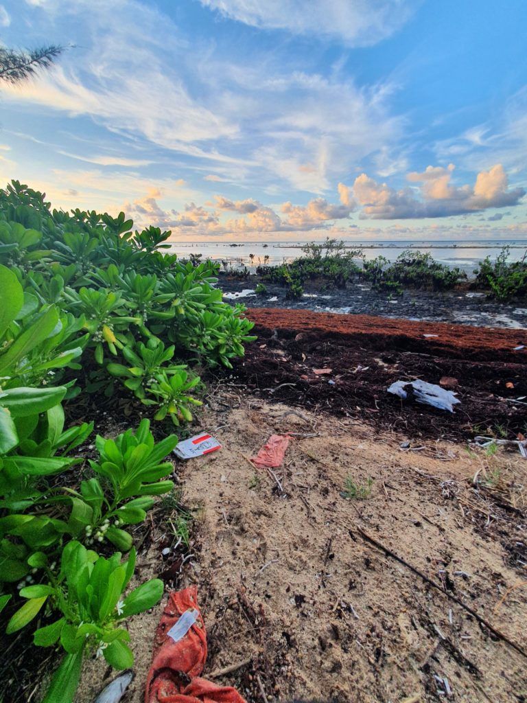 Beach scene with green vegetation, brown seaweed, and a cloudy blue sky. Trash litters the sand.