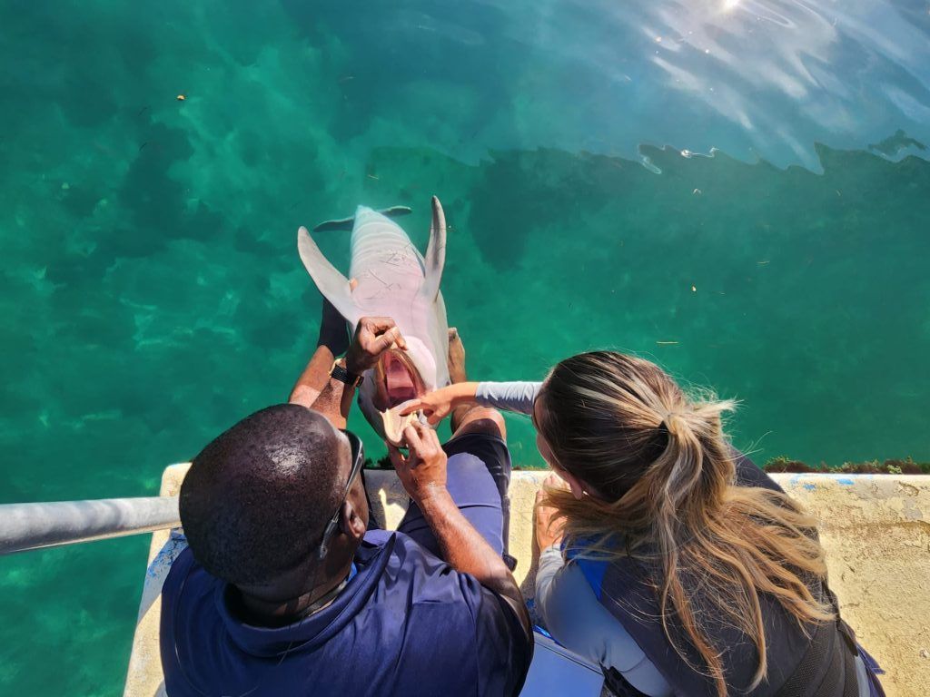Two people feed a dolphin in clear turquoise water.