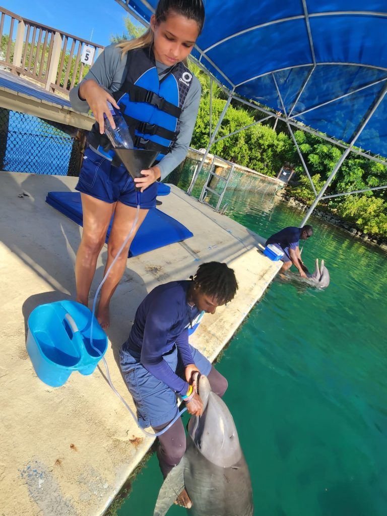 People interacting with a dolphin in a pool. One person pours from a container; another touches the dolphin's snout.