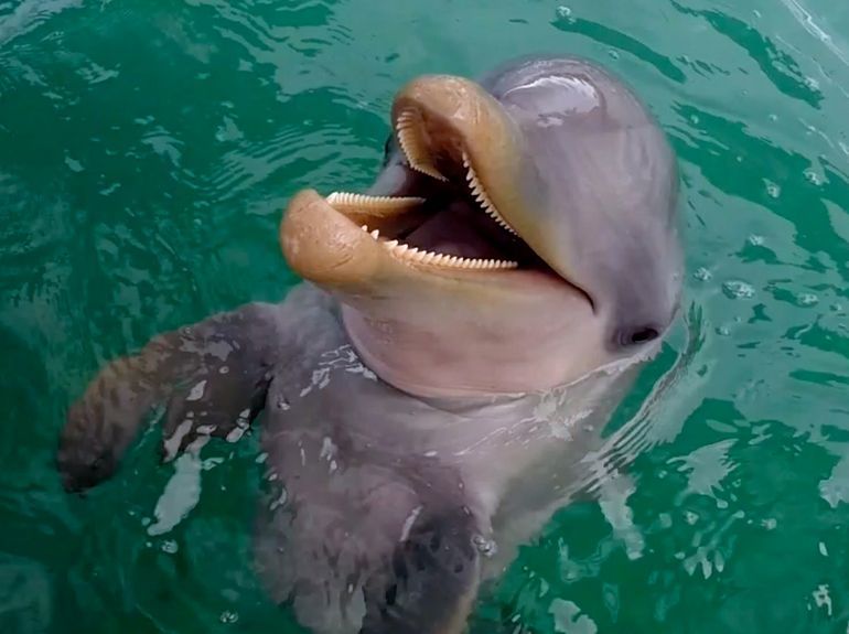Dolphin surfacing in green water, smiling widely with open mouth.