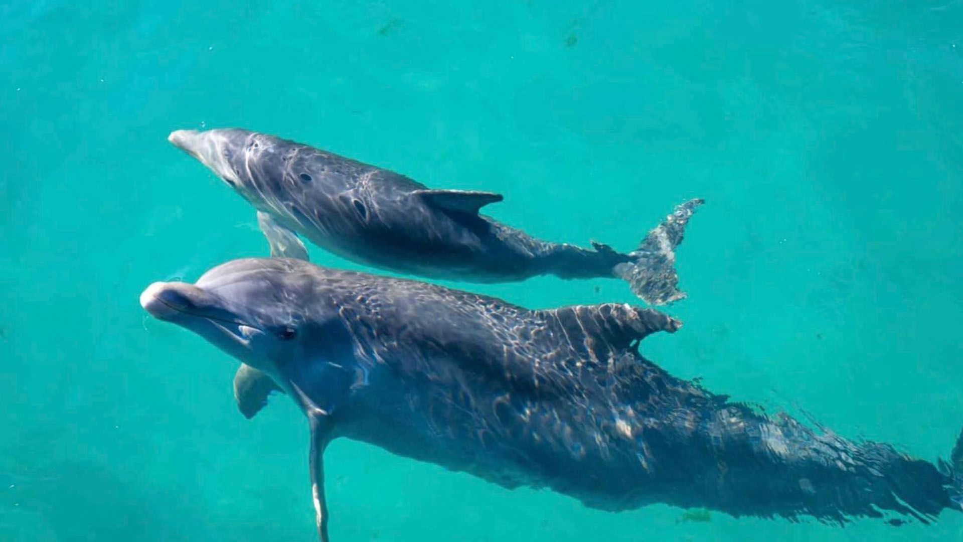 Two dolphins swim in clear, turquoise water. One, slightly smaller, swims above the larger one.