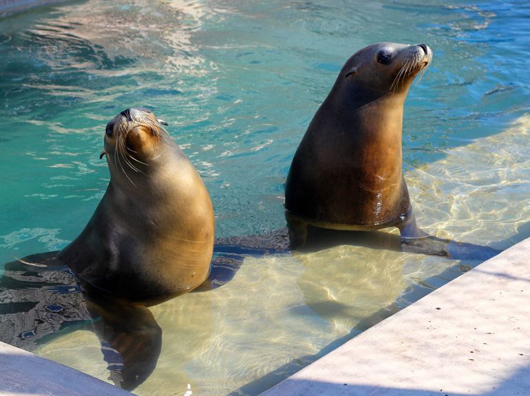 Two sea lions in a pool, heads above water, brown fur, sunlit.