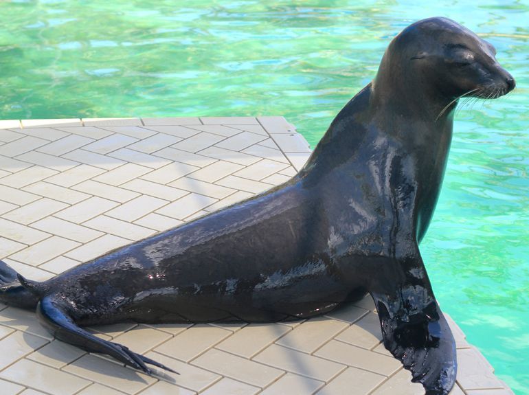 Sea lion in Blue Lagoon Island 