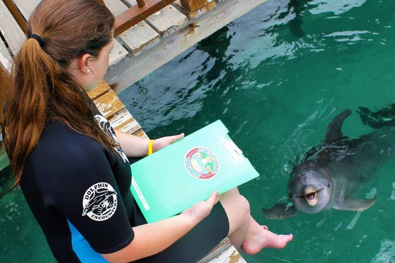A woman in a wetsuit studies a clipboard near a dolphin in a pool. The dolphin is looking up at the woman.