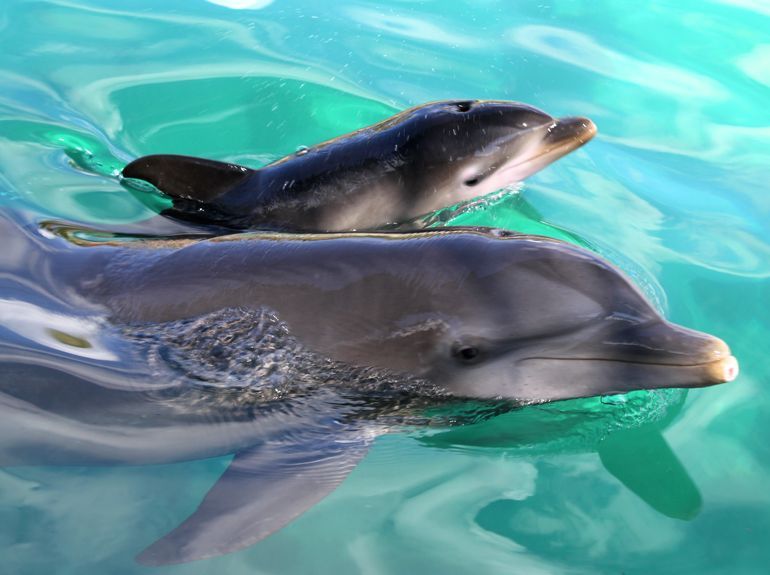 Adult dolphin and calf swimming together in turquoise water.