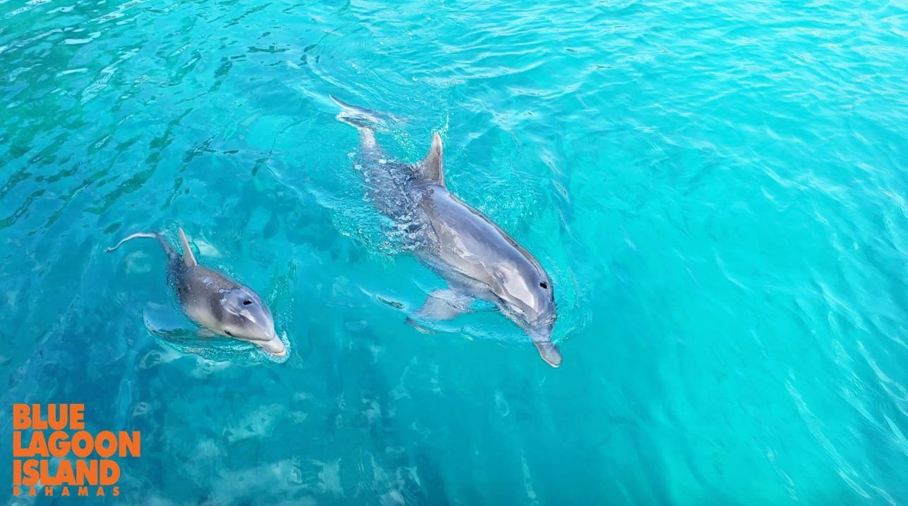 Two dolphins swim in clear turquoise water, one slightly ahead of the other near Blue Lagoon Island.